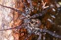 Dolomedes_ZZ321_D3594_Z_86_Mt Augustus_Australie